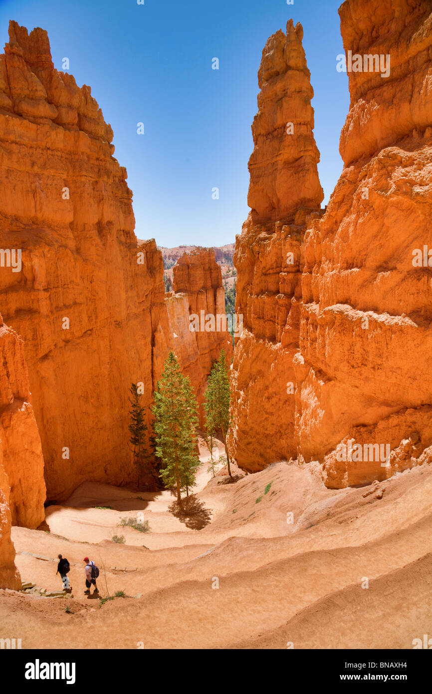 Switchback Sentiero escursionistico attraverso il Bryce Canyon dello Utah Foto Stock