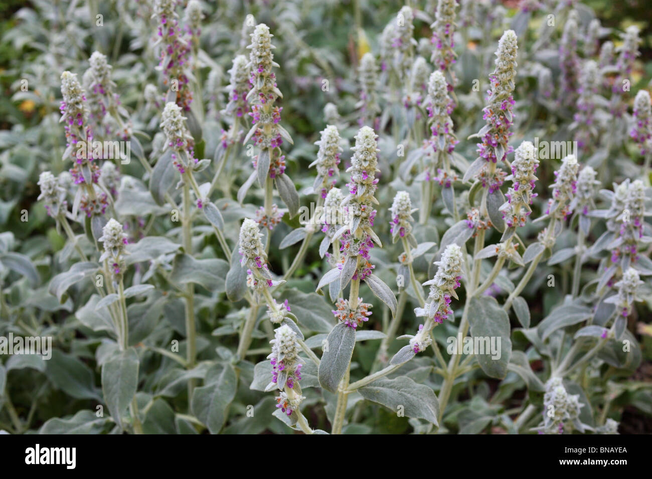 Orecchie D Agnello Immagini E Fotos Stock Alamy