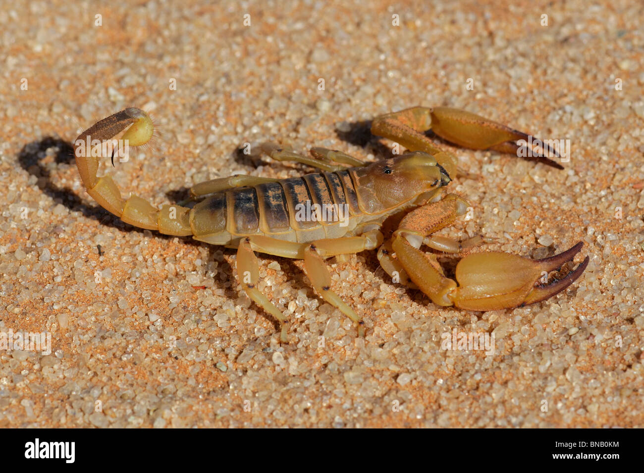 Scorpione aggressivo (Opistophthalmus carinatus), Deserto Kalahari, Sud Africa Foto Stock