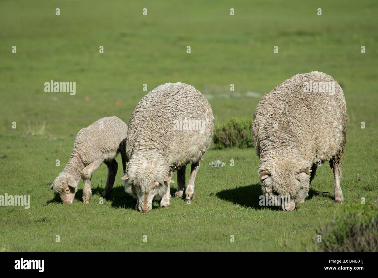 Pecore Merino di pascolare su lussureggianti e verdi pascoli Foto Stock