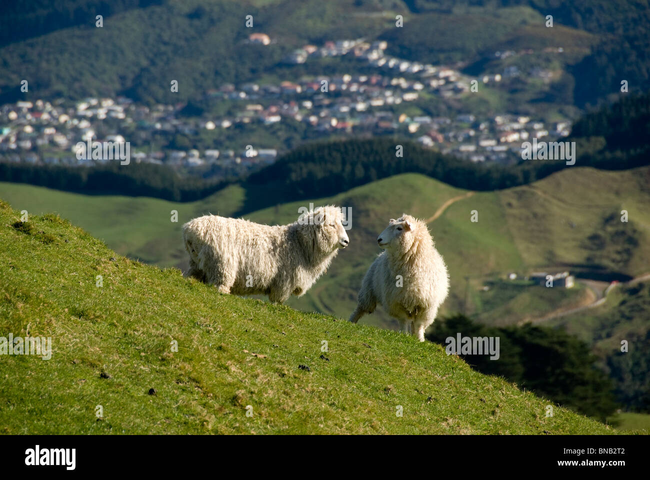 Pecore sulla collina Belmont Parco Regionale, Wellington, Isola del nord, Nuova Zelanda. Case suburbane in Tawa in distanza. Foto Stock