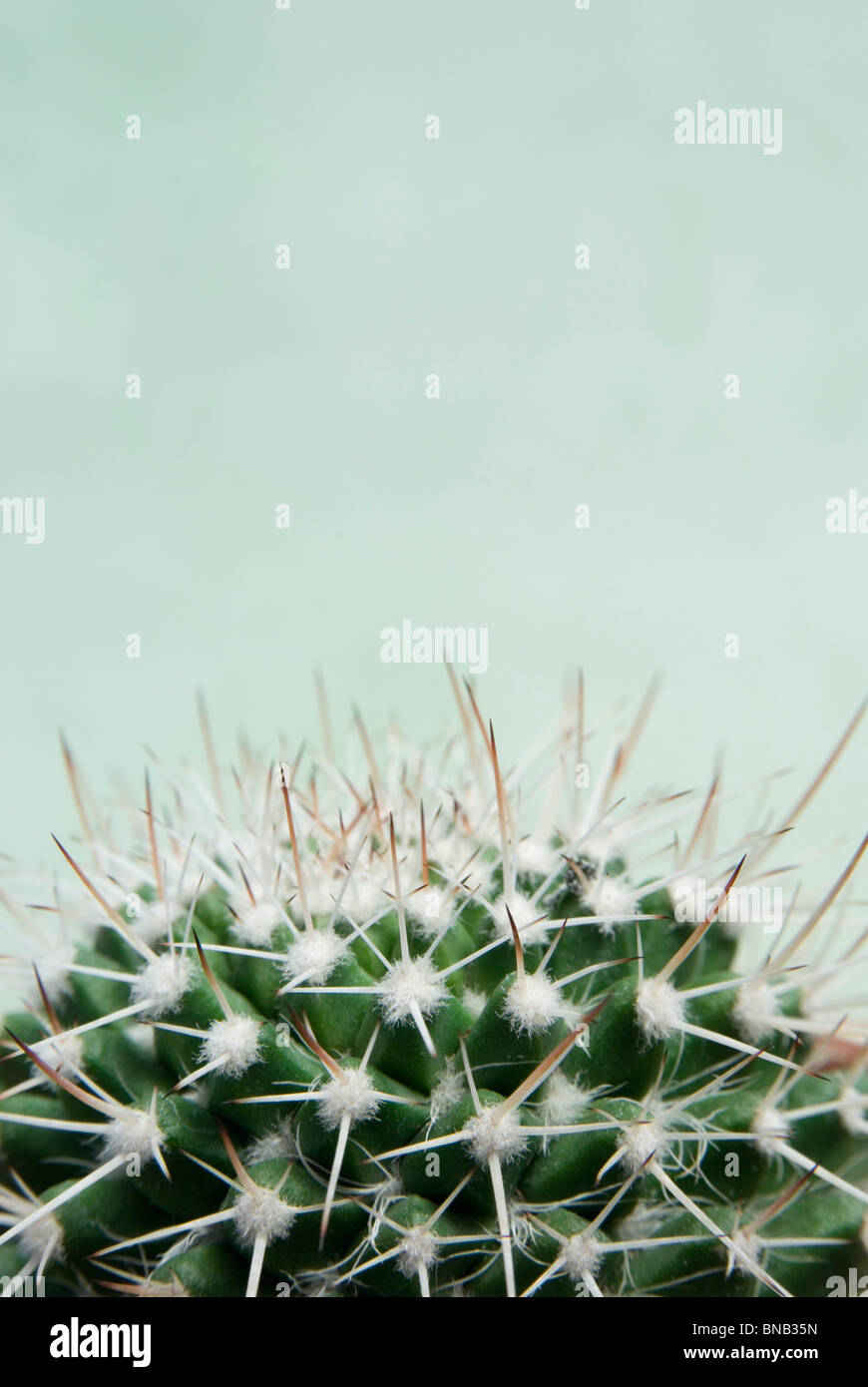 Vista della pianta di cactus, close-up Foto Stock