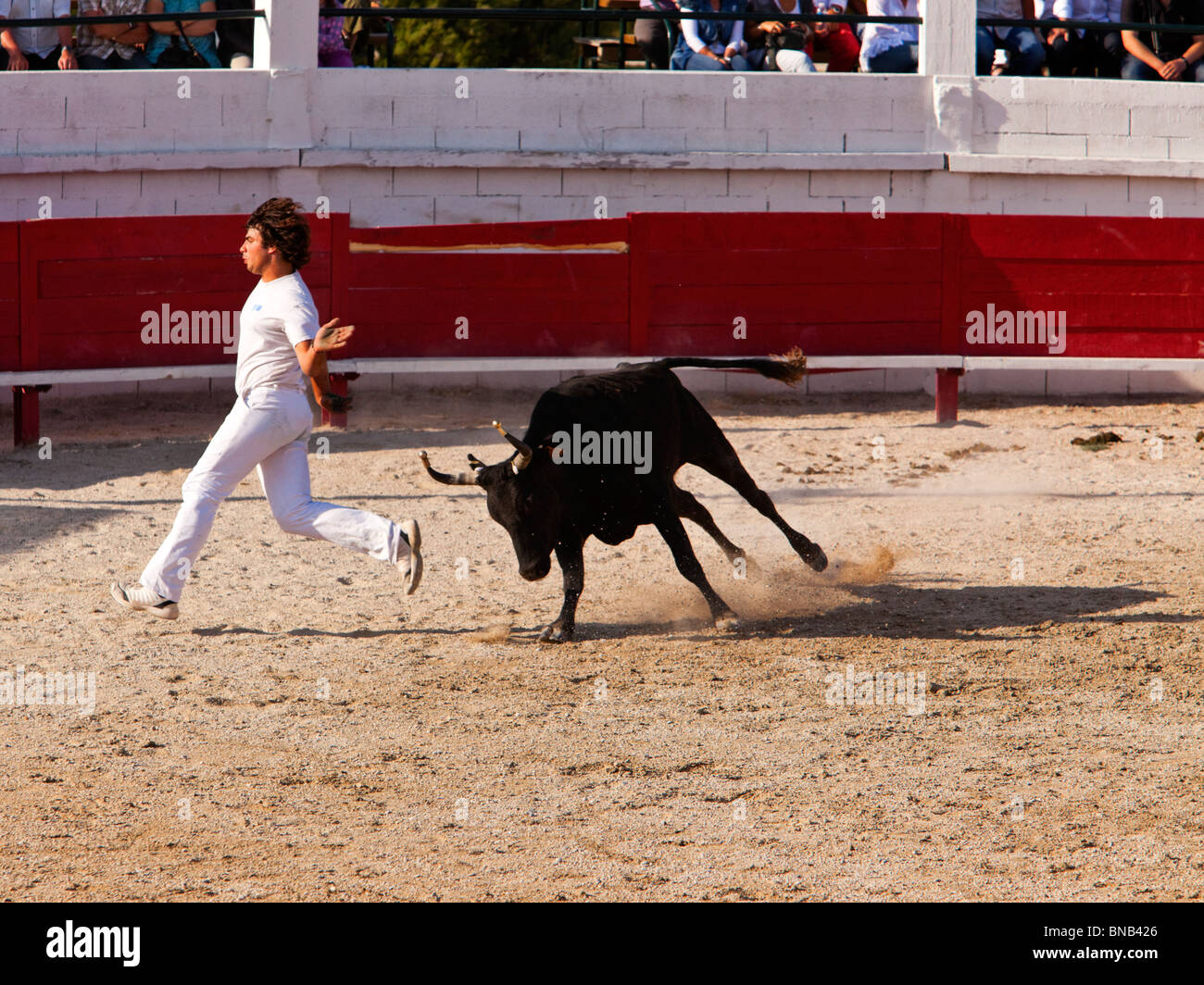 Tradizionale tauromachia incruento in Camargue, raseteur acceso dal bull Foto Stock