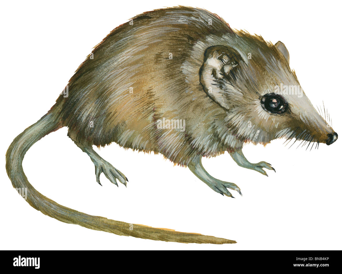 Flat-skulled marsupiale mouse Foto Stock