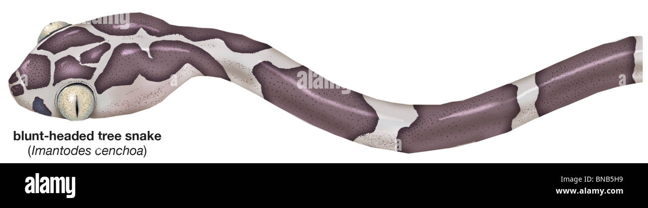 Blunt-testa di serpente ad albero Foto Stock