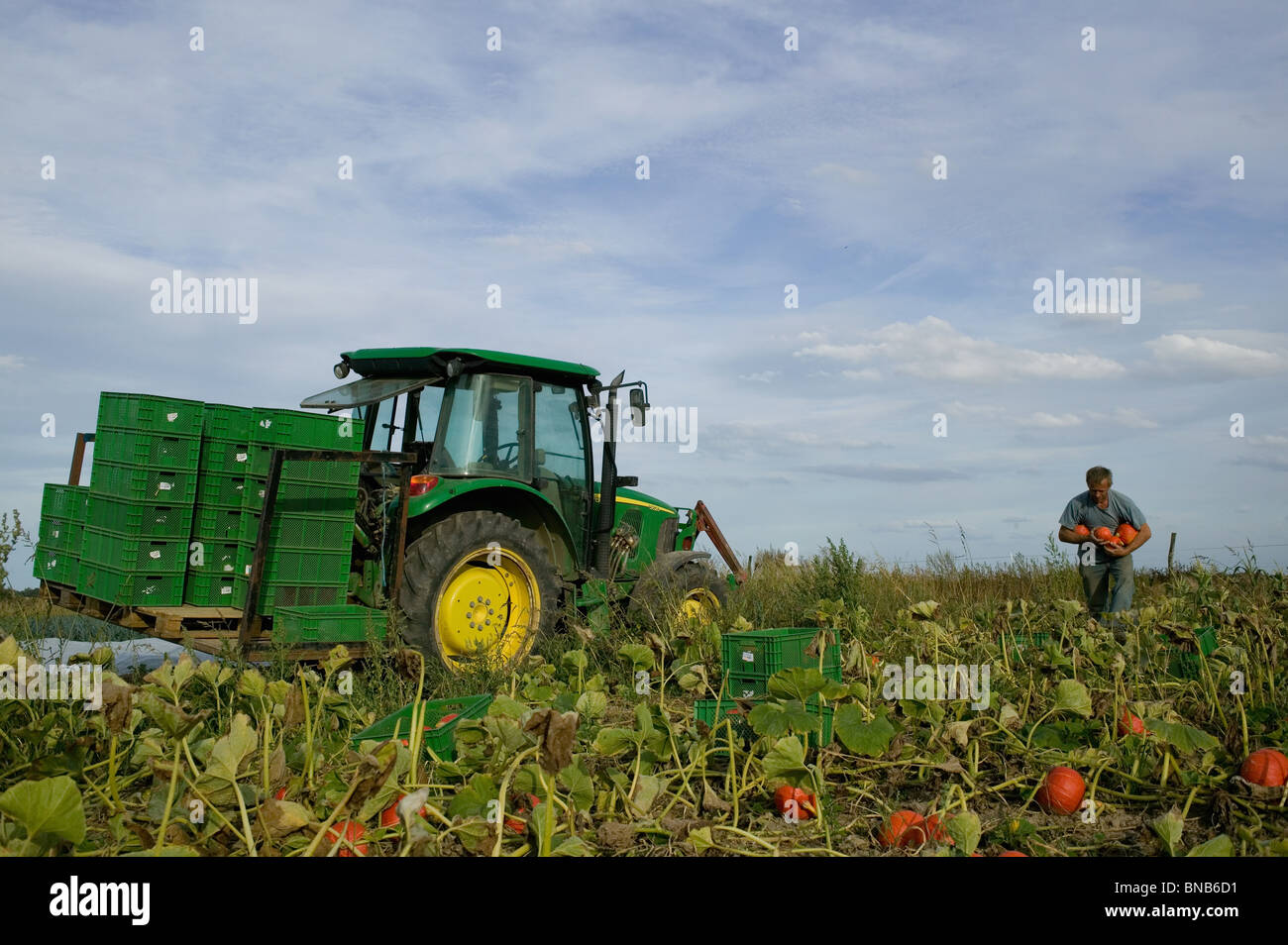 Agricoltura biologica Foto Stock