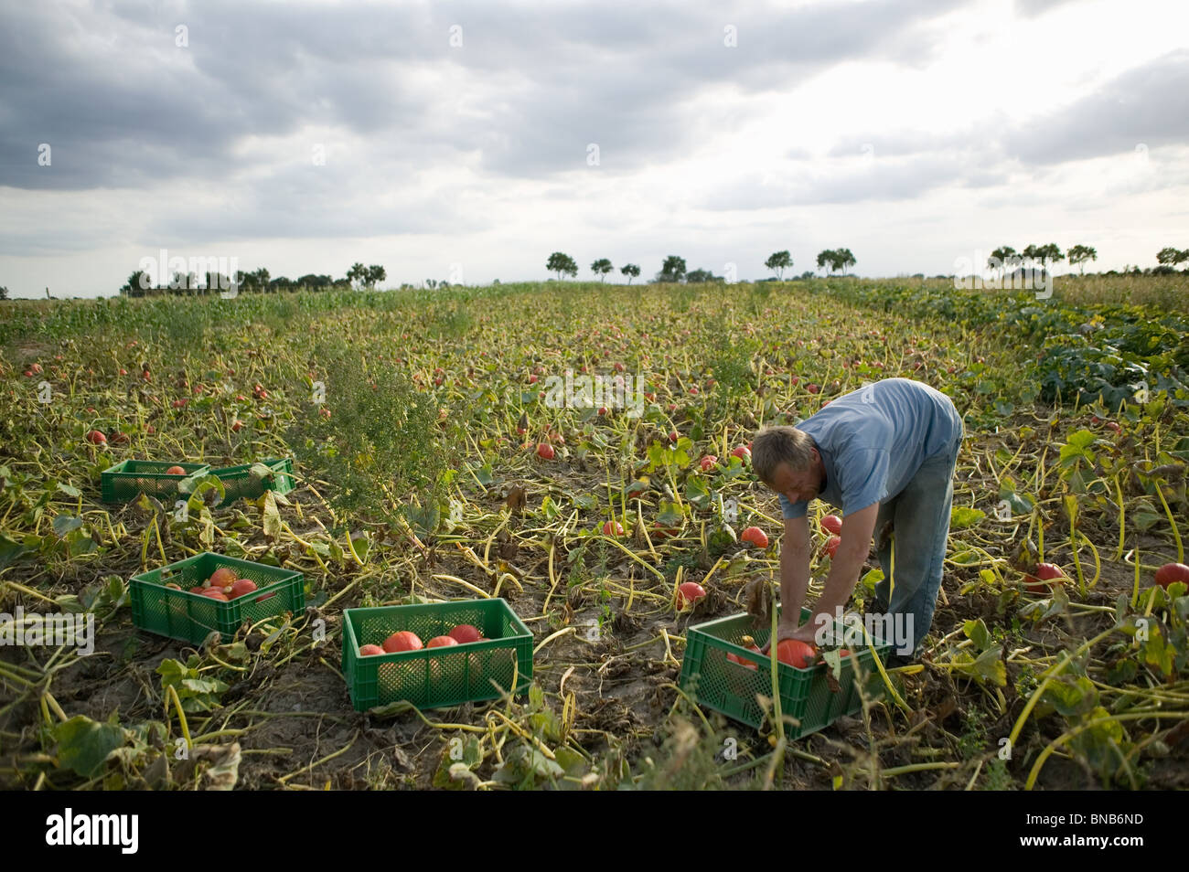 Agricoltura biologica Foto Stock