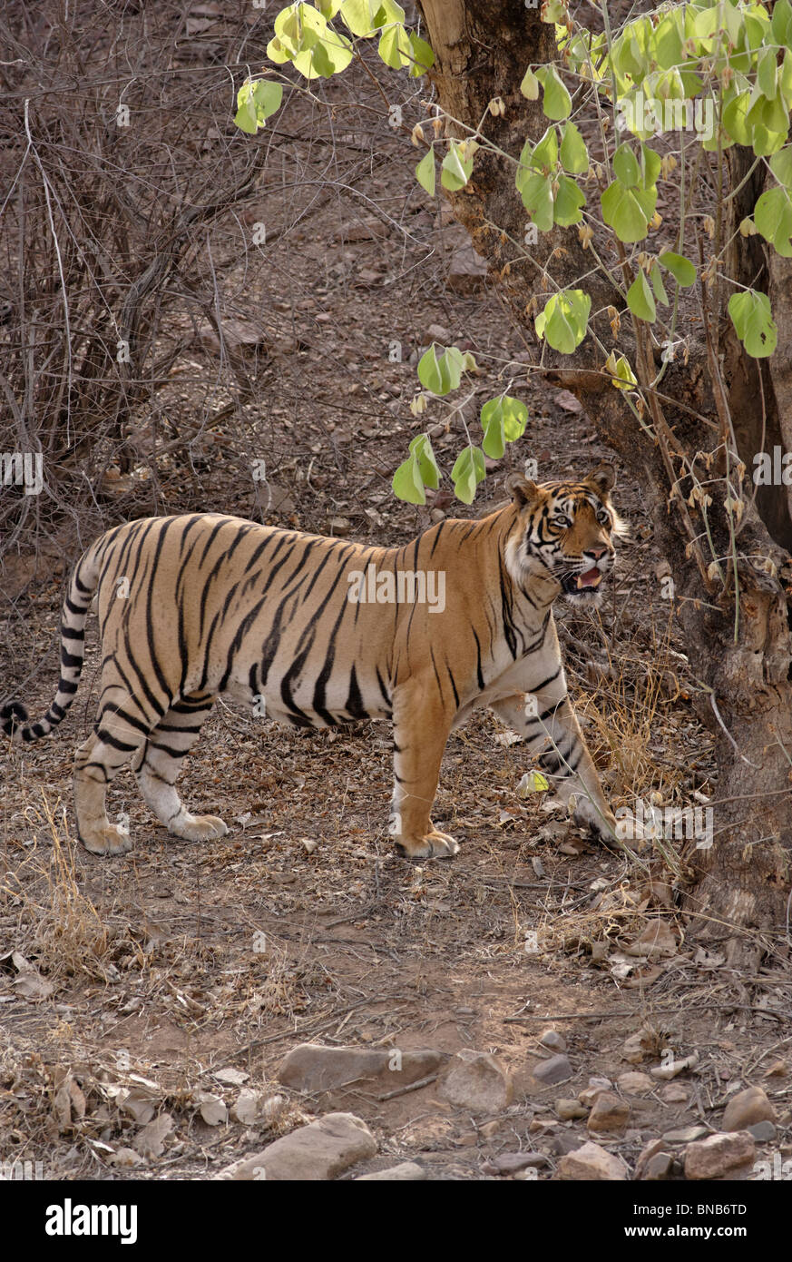 Un maschio adulto Tiger dietro ad un albero fissando Ranthambhore Riserva della Tigre, Rajasthan, India. ( Panthera Tigris ) Foto Stock