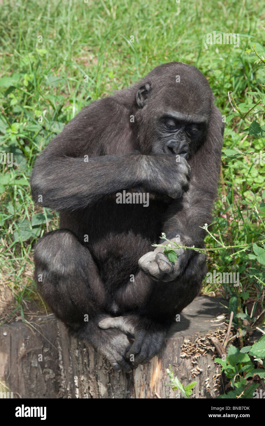 Un giovane gorilla allo zoo Foto Stock