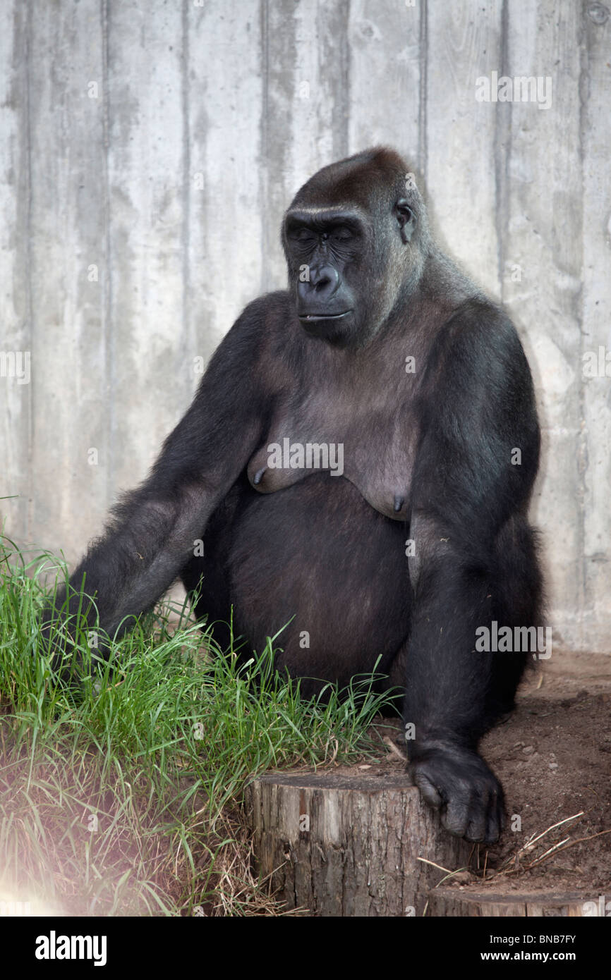 Una femmina di gorilla allo zoo Foto Stock
