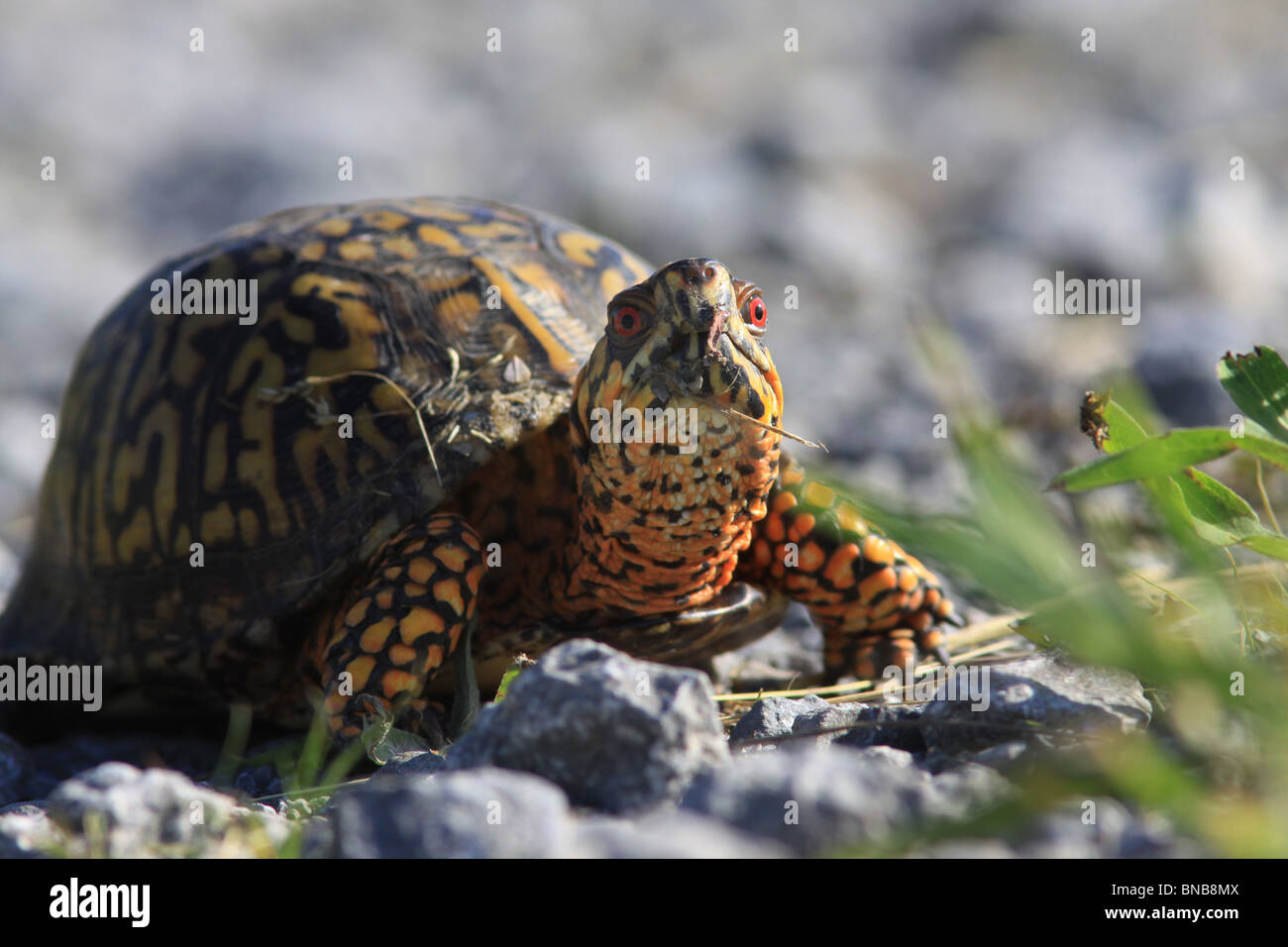 Scatola orientale turtle sulla strada di ghiaia Foto Stock