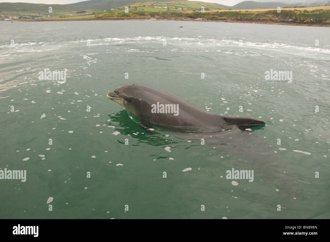 Fungie il delfino in Dingle bay, Irlanda Foto Stock