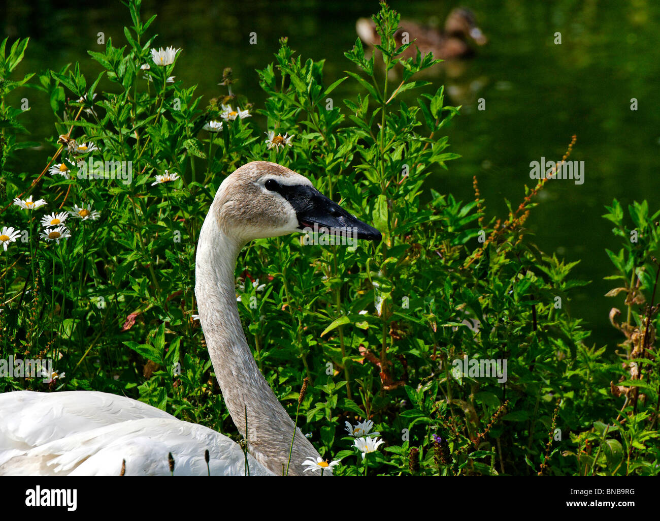 Trumpeter Swan (Cygnus buccinatore) Foto Stock