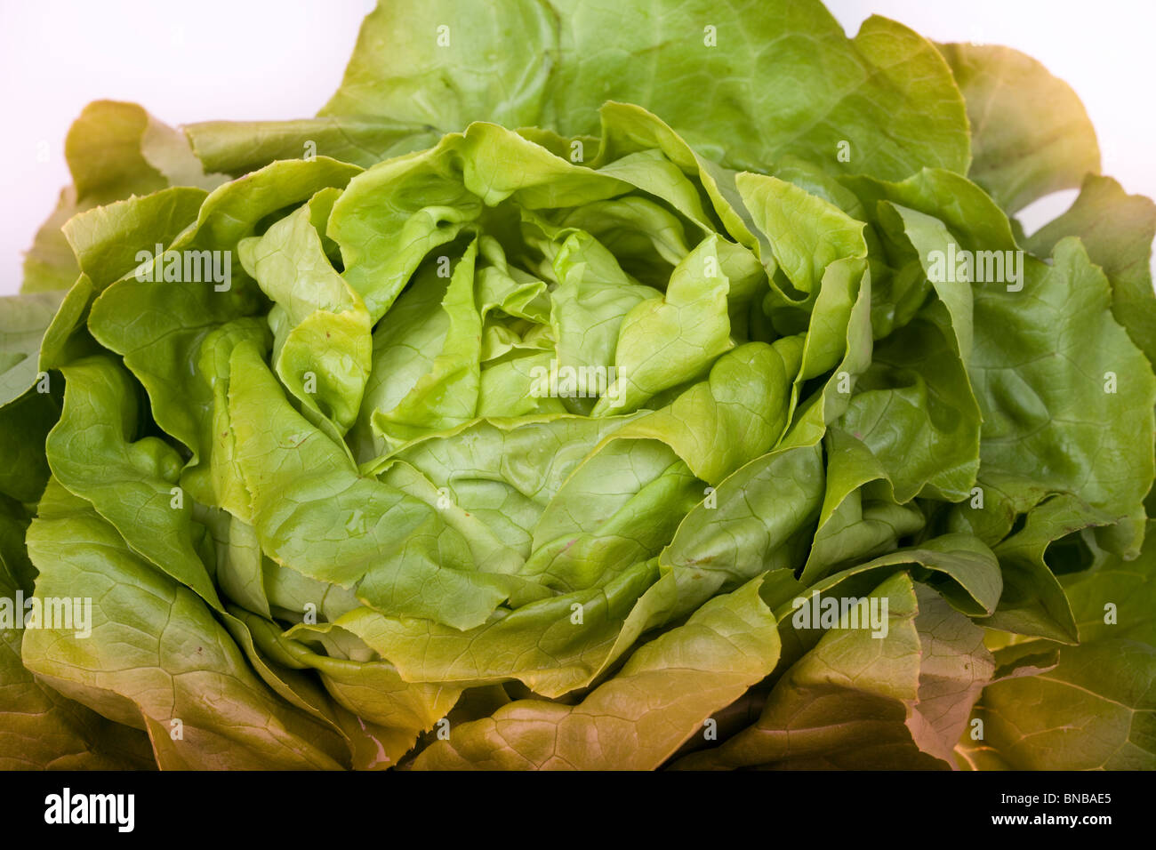 Insalata fresca lattuga isolato su bianco Foto Stock