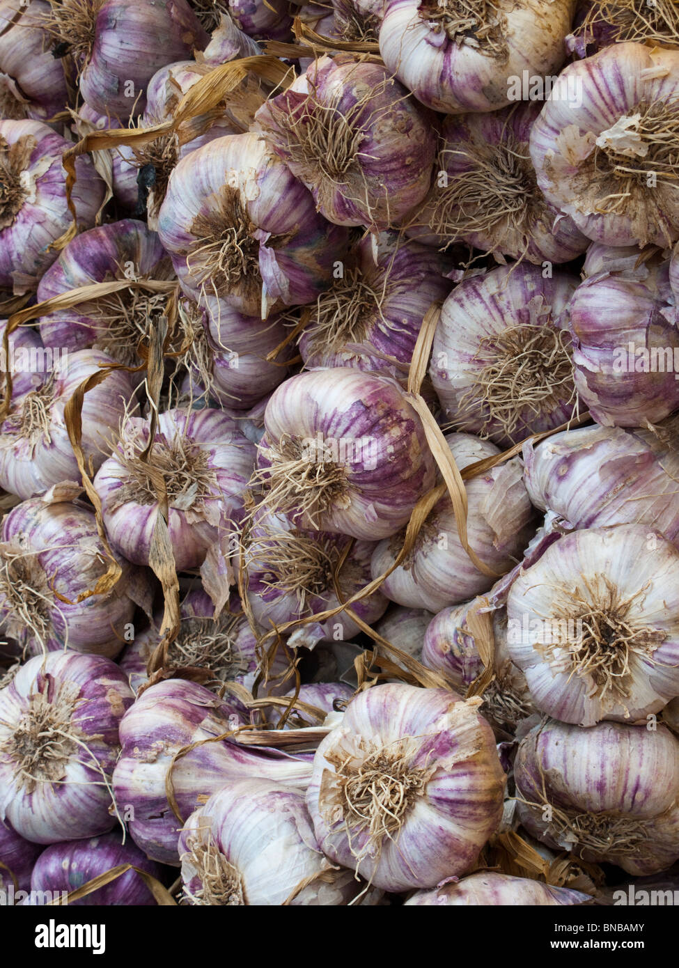 Bulbi di aglio in bancarella di mercato, Regno Unito Foto Stock