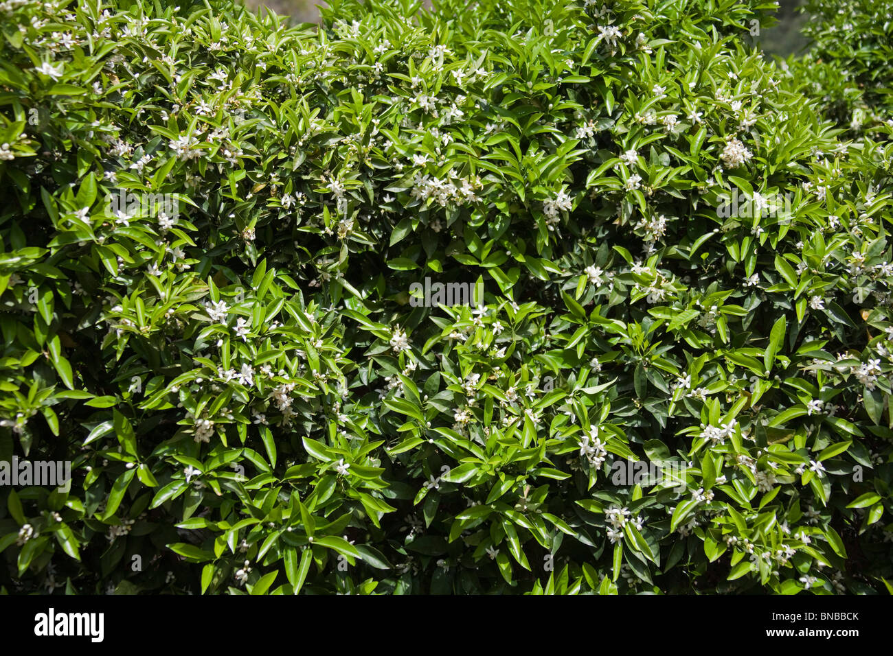 Fiori d'arancio su alberi, Spagna 106513 Spagna10 Foto Stock