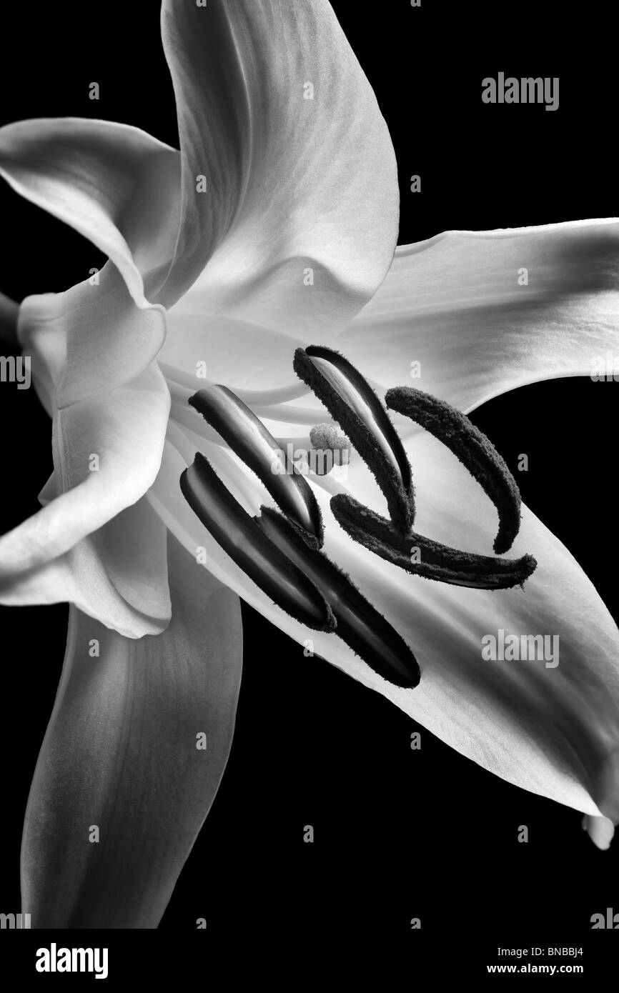 White Stargazer Lily. Foto Stock