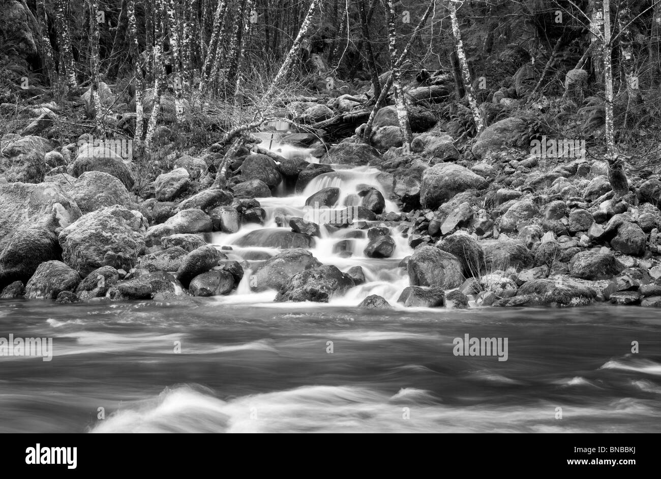 Quartzville Creek con MOSS e stagionale del flusso di alimentazione. Quartzville Creek selvatica e Scenic River. Oregon Foto Stock