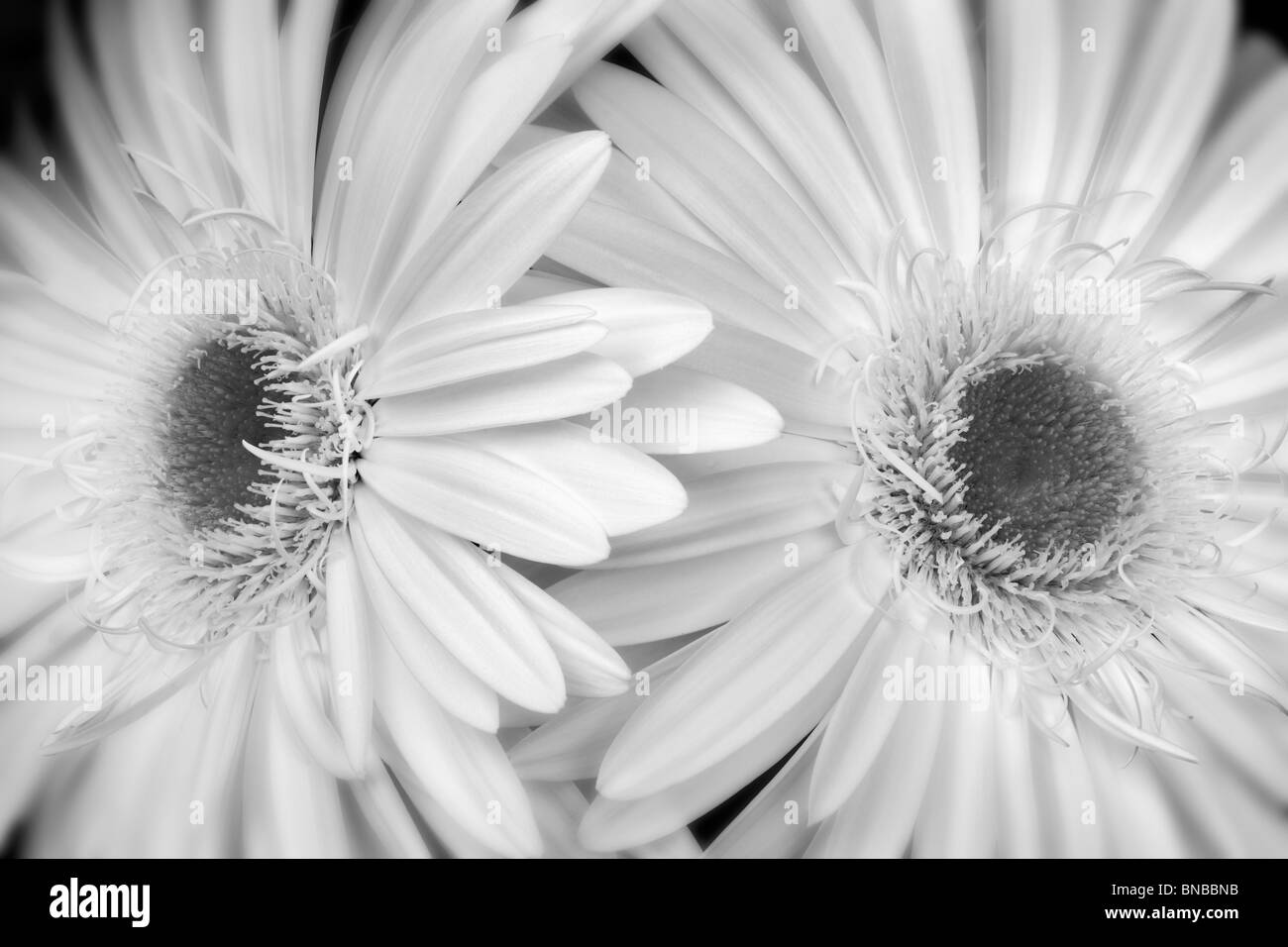 Close up White Gerbera Daisy Sumurai. Foto Stock
