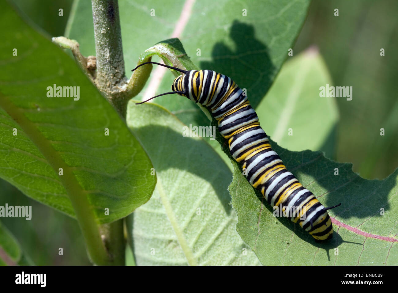 Farfalla monarca caterpillar Danaus plexippus alimentare su comuni Milkweed Asclepias syriaca E USA Foto Stock