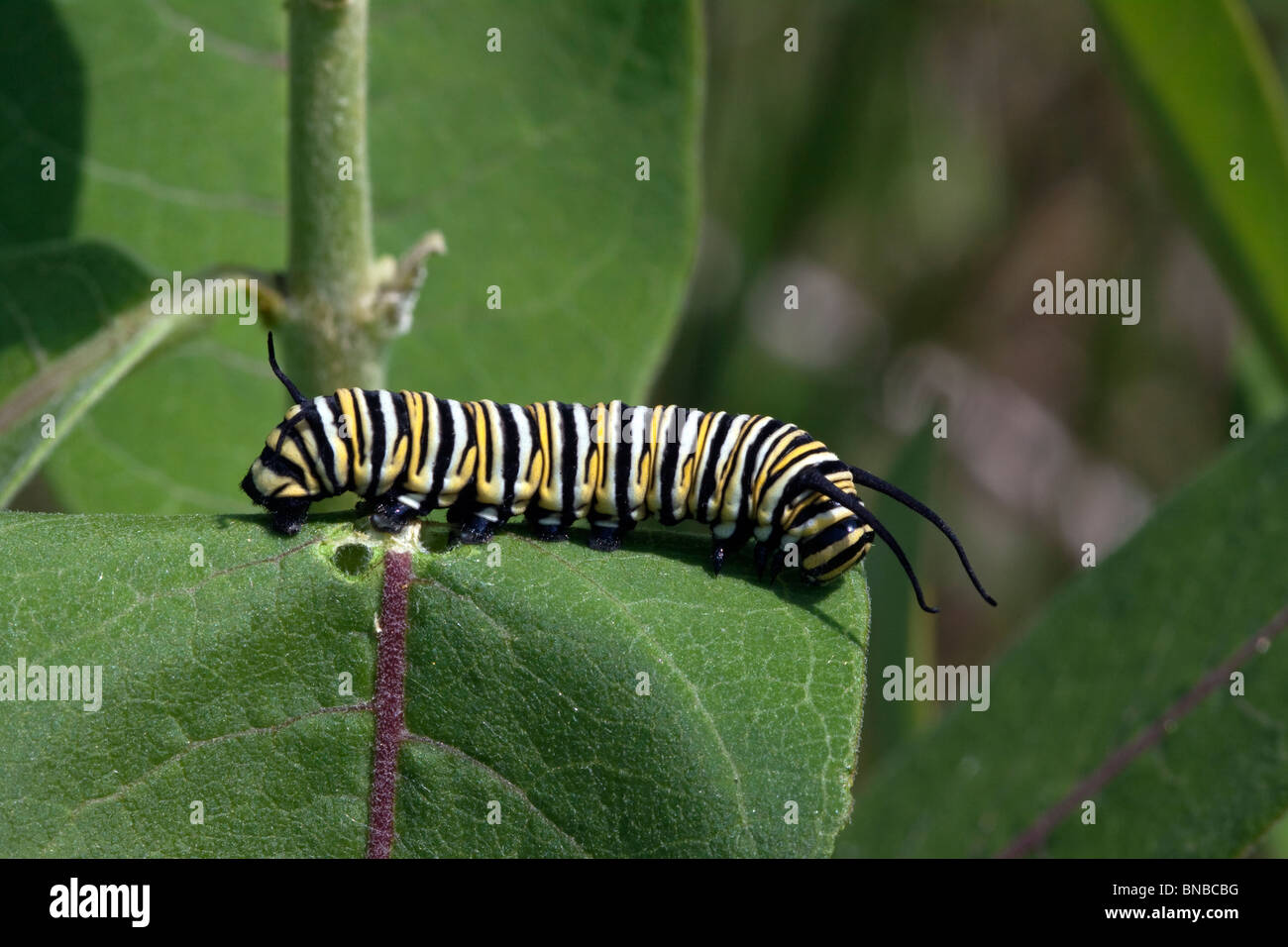 Farfalla monarca caterpillar Danaus plexippus alimentare su comuni Milkweed Asclepias syriaca E USA Foto Stock