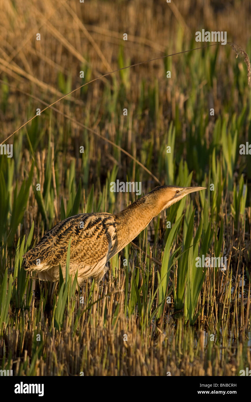 Botaurus stellaris caccia in reedbed Foto Stock