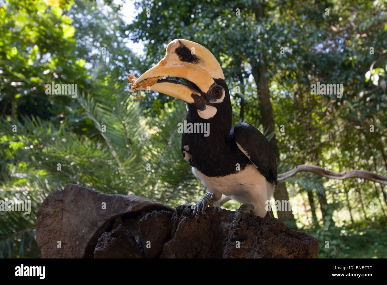 Oriental Pied Hornbill, Anthracoceros albirostris, Thailandia Foto Stock