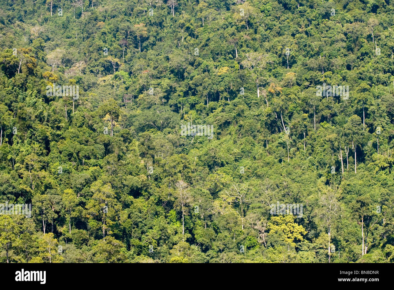 La foresta pluviale tropicale nel Kaeng Krachan National Park, Thailandia Foto Stock