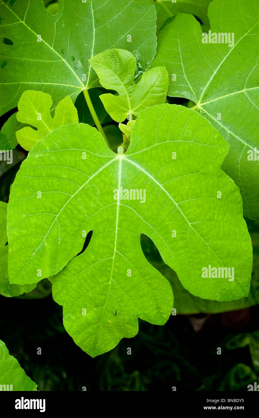 Foglie verdi del comune fig, Ficus carica, Moraceae Foto Stock