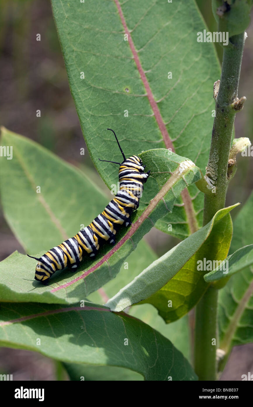 Farfalla monarca caterpillar Danaus plexippus alimentare su comuni Milkweed Asclepias syriaca E USA Foto Stock