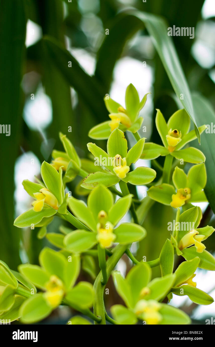 Orchidea Gialla fiori di Cymbidium Fifi 'Harry', CCM/AOS Foto Stock