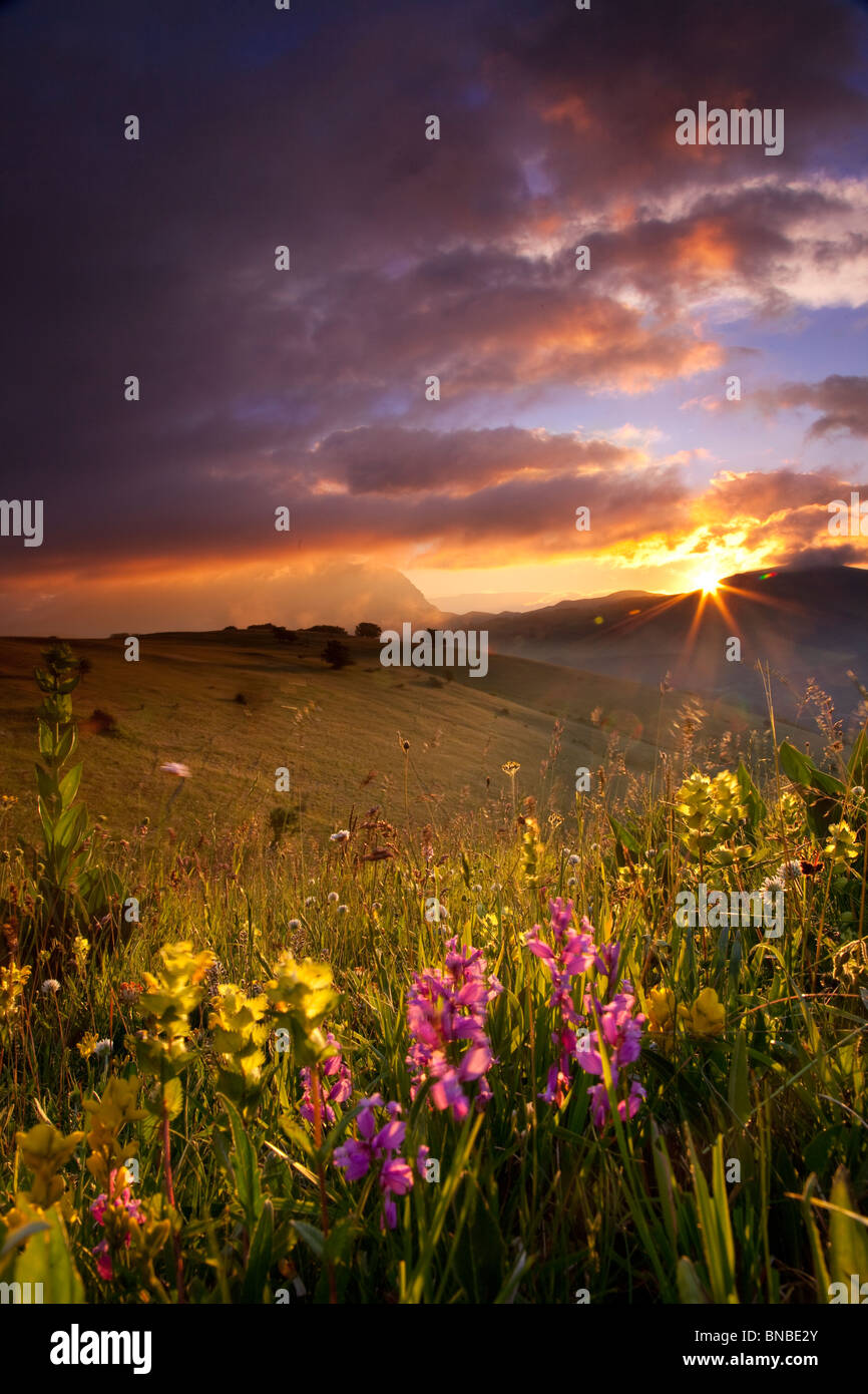 Fiori di campo all'alba nel Parco Nazionale dei Monti Sibillini, Umbria  Italia Foto stock - Alamy