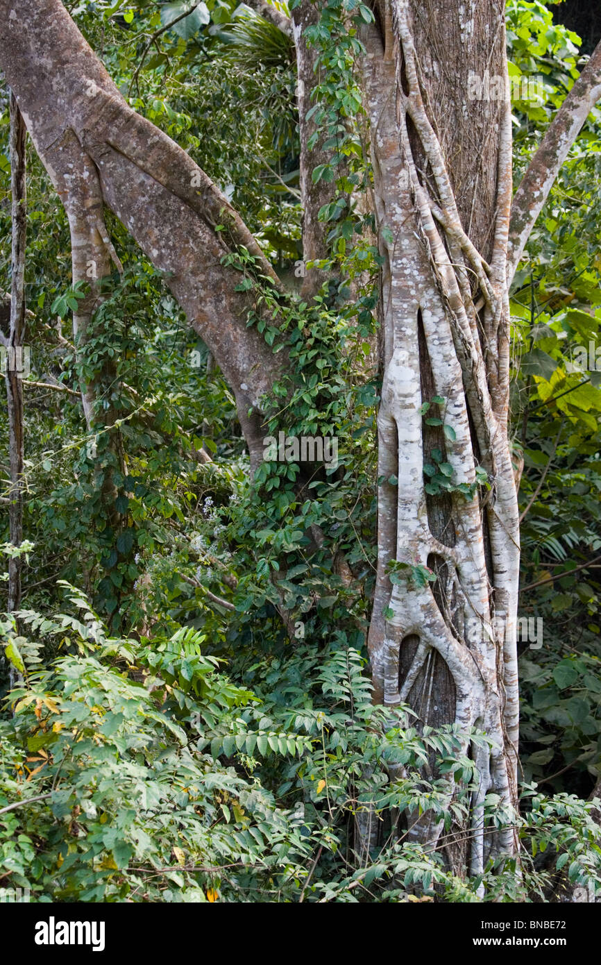 Albero con una Strangler Fig crescente attorno ad esso, Kaeng Krachan National Park, Thailandia Foto Stock