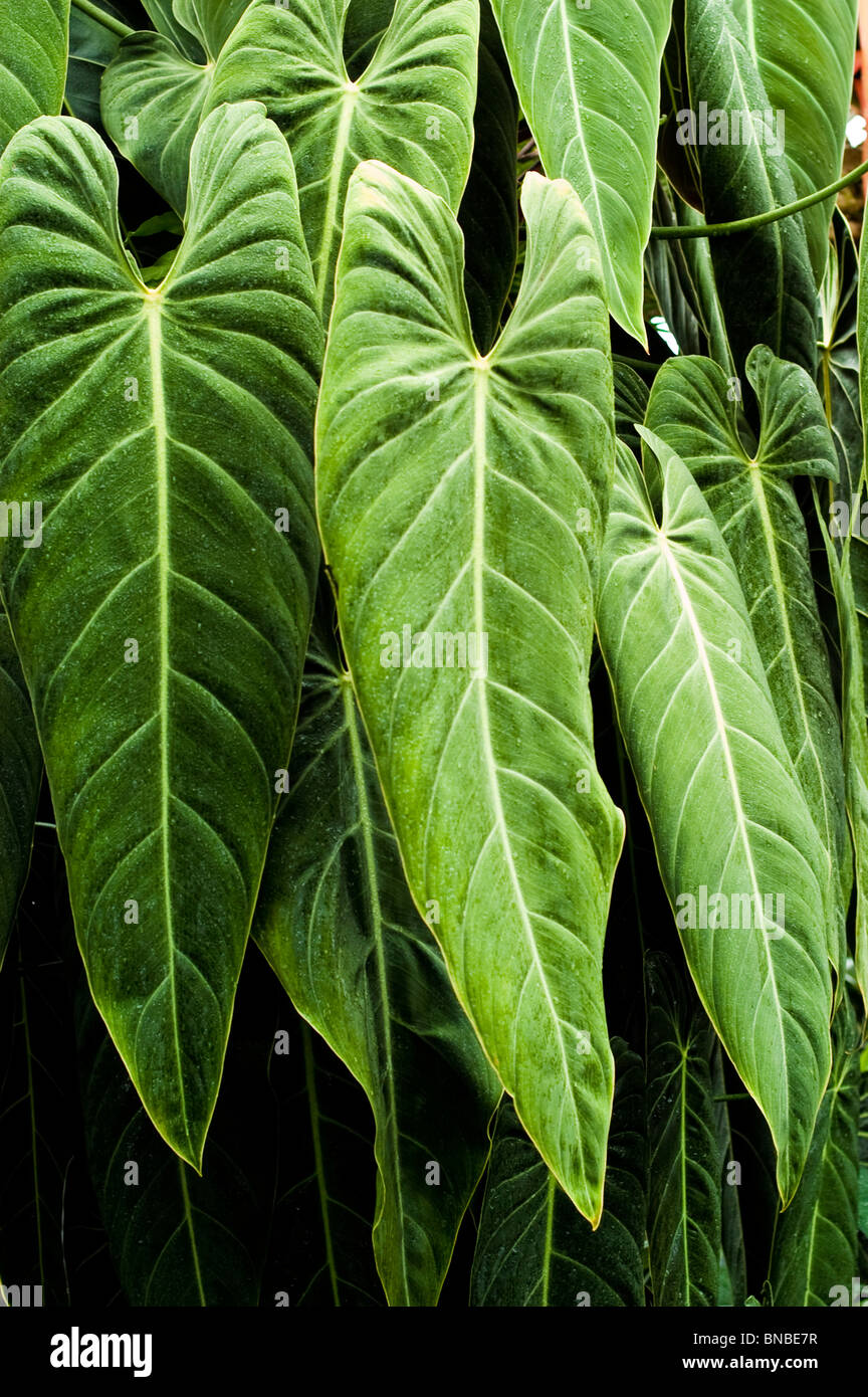 Velluto gigante di foglie di oro nero, Velour Philodendron, Philodendron melanochrysum, araceae Foto Stock
