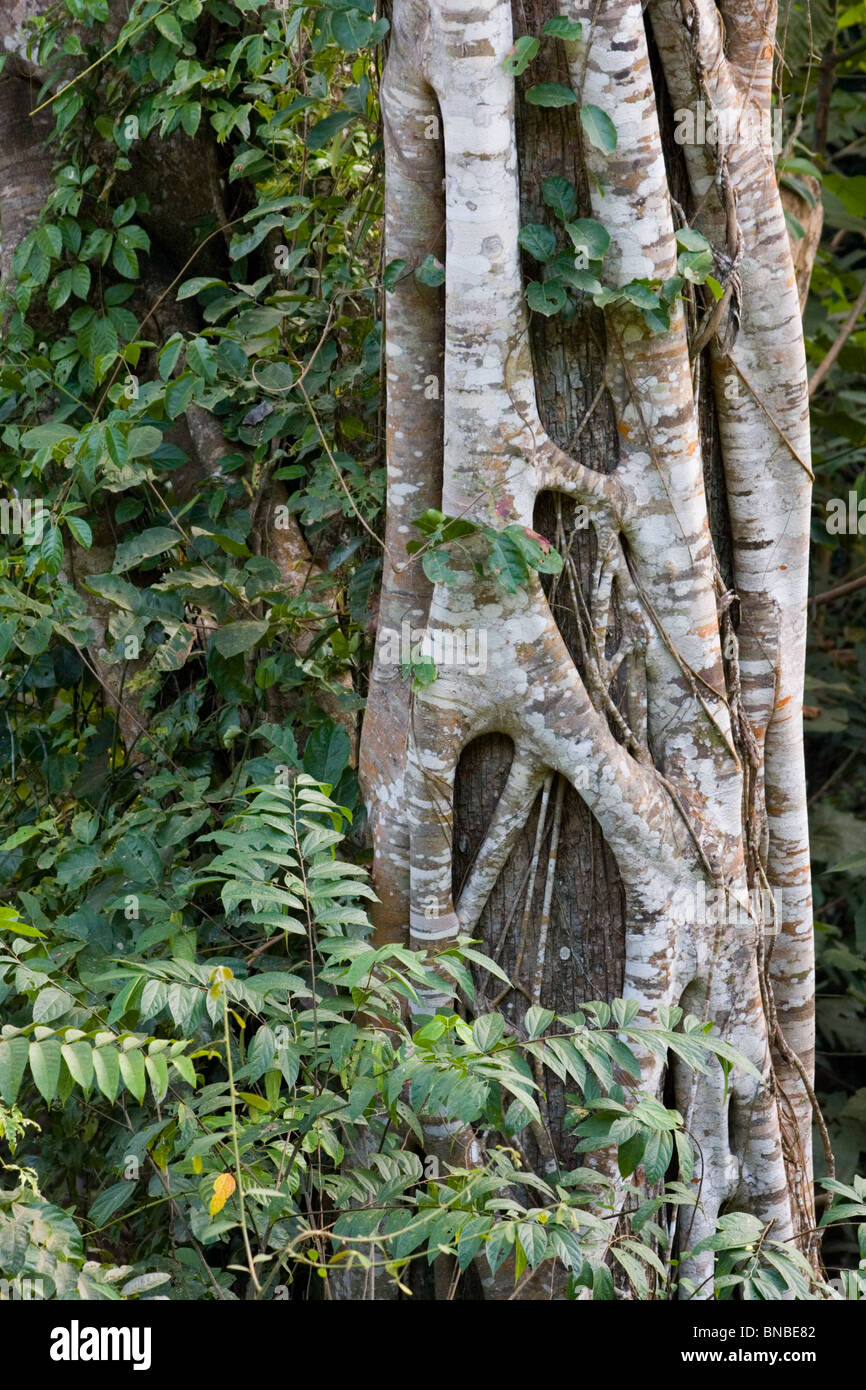 Albero della foresta pluviale circondata da strangler fig radici, Kaeng Krachan National Park, Thailandia Foto Stock