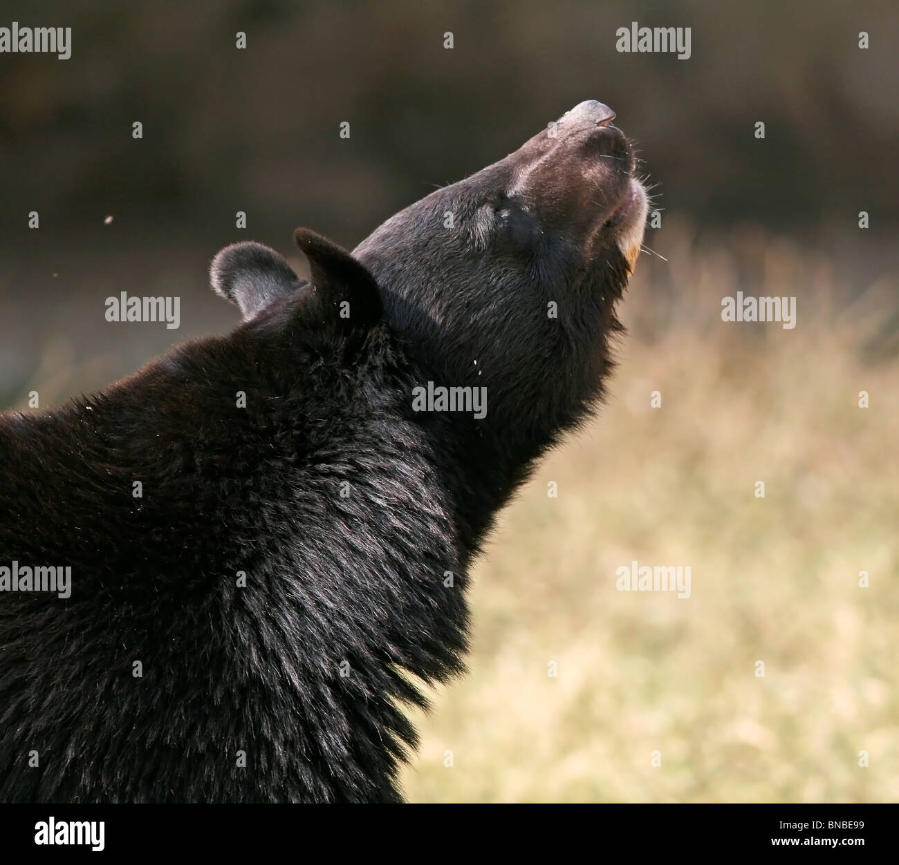 Asiatico orso nero guardando verso l'alto. La foto è stata scattata in New Delhi Zoo, India Foto Stock