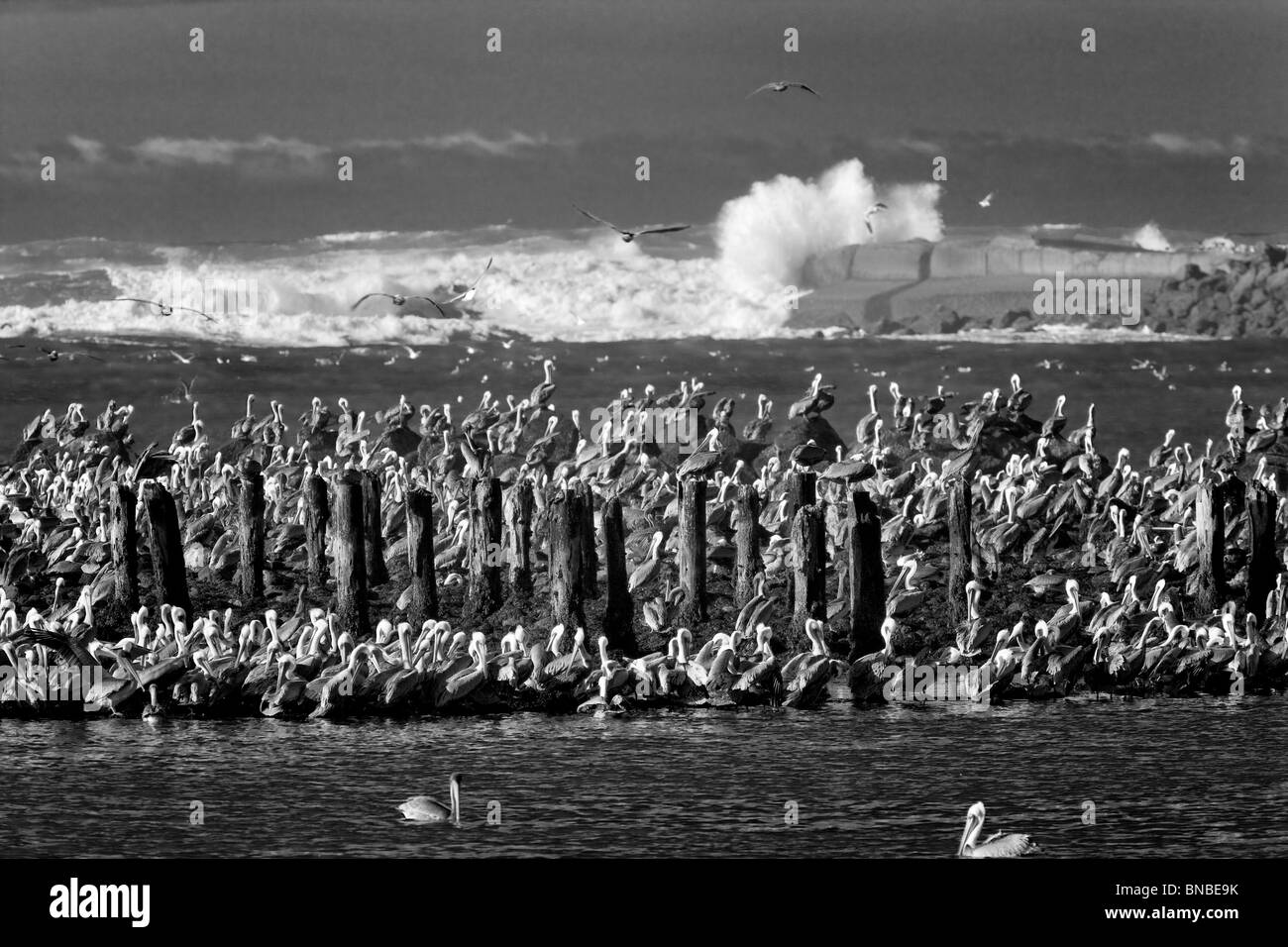 Brown pellicani (Pelecanus occidentalis). Foce del Fiume Coquille, Oregon Foto Stock