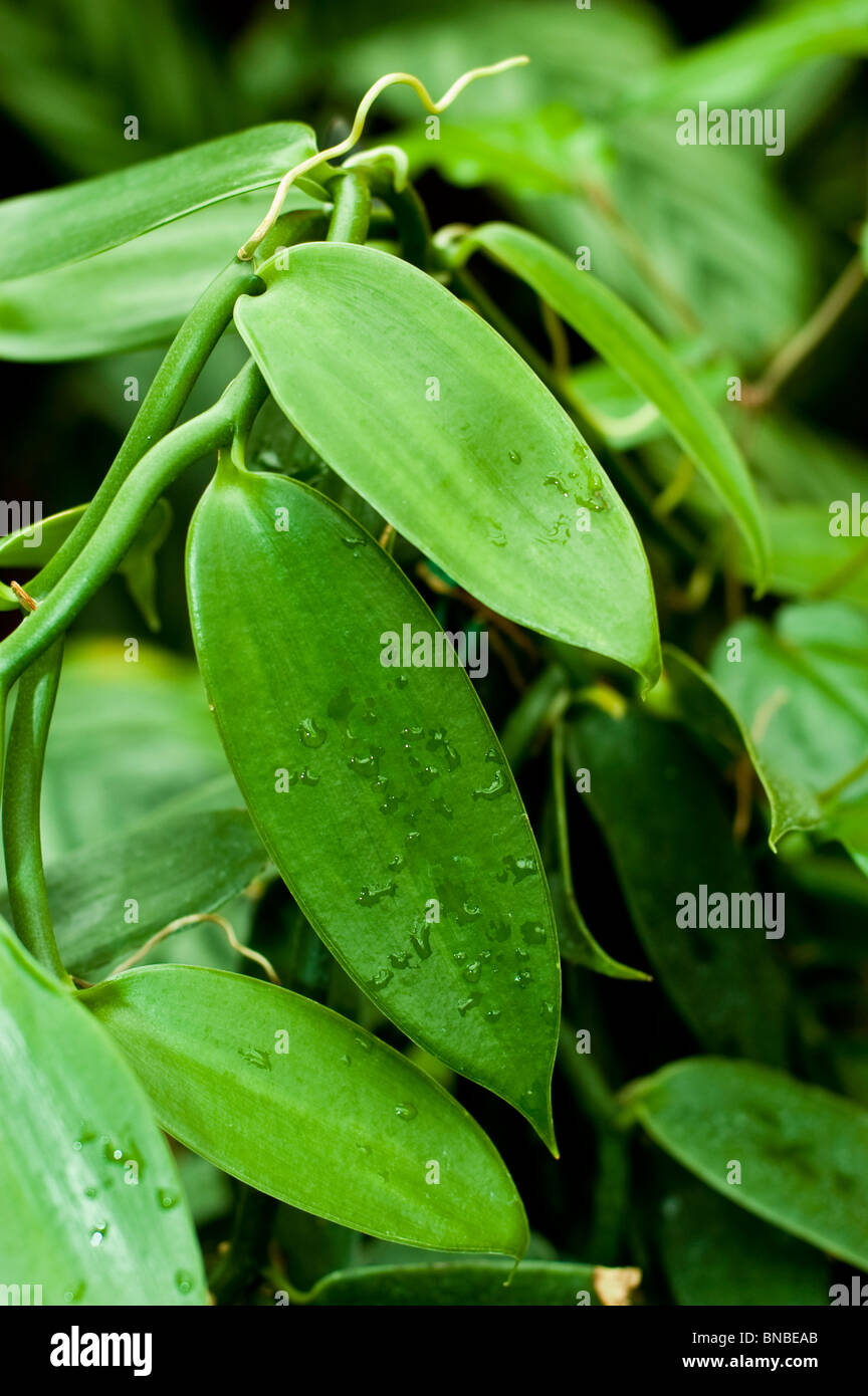 Vanilla planifolia, impianto di vaniglia, Orchidaceae, America, wanilia plaskolistna, storczyk Foto Stock