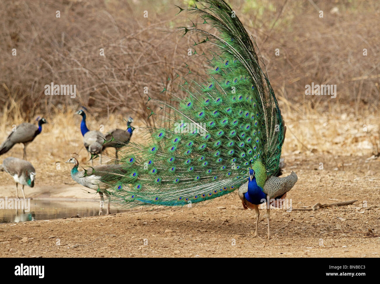 Un indiano Peafowl dancing in Ranthambhore National Park, India Foto Stock