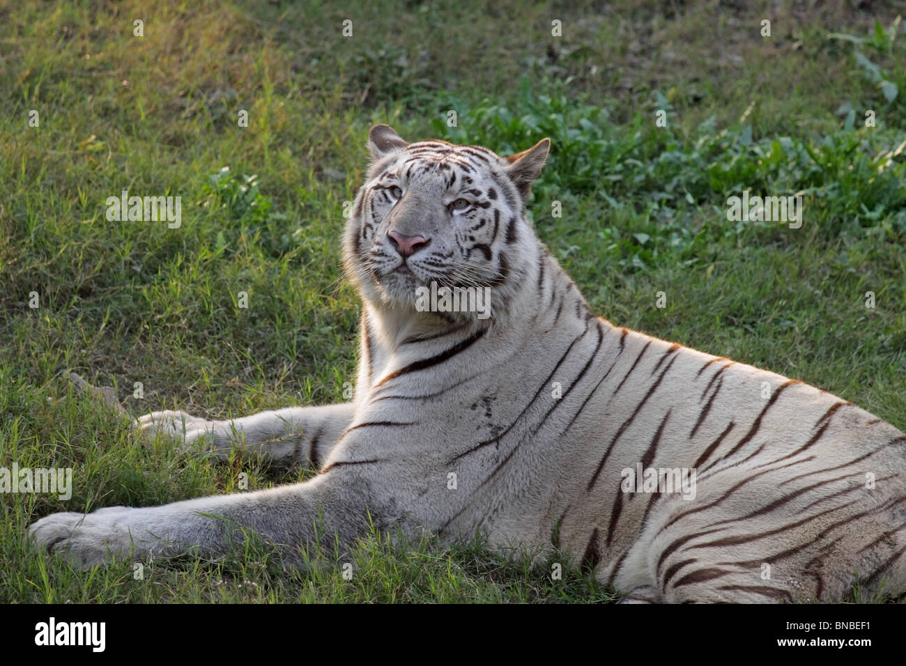 Una tigre bianca seduta nel suo contenitore in New Delhi Zoo, India Foto Stock