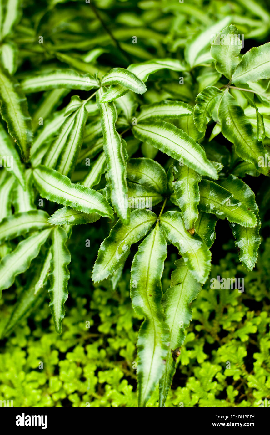 Pteris cretica Albo-lineata, Pteridaceae Foto Stock