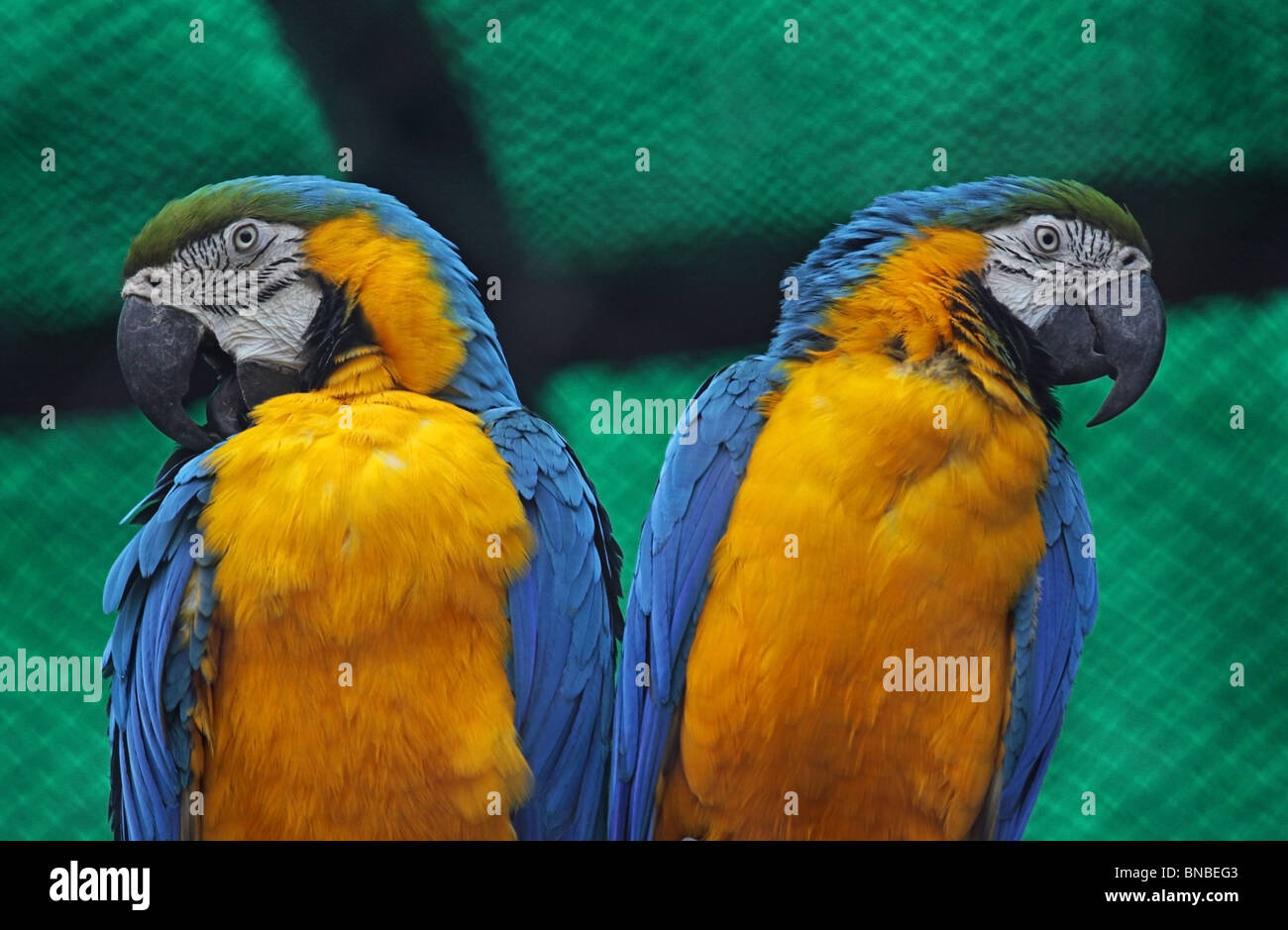 Una coppia di blu e giallo Macaws. La foto è stata scattata in New Delhi Zoo, India Foto Stock