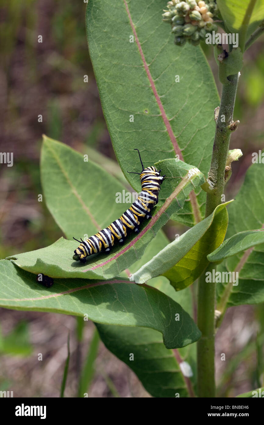 Farfalla monarca caterpillar Danaus plexippus alimentare su comuni Milkweed Asclepias syriaca E USA Foto Stock