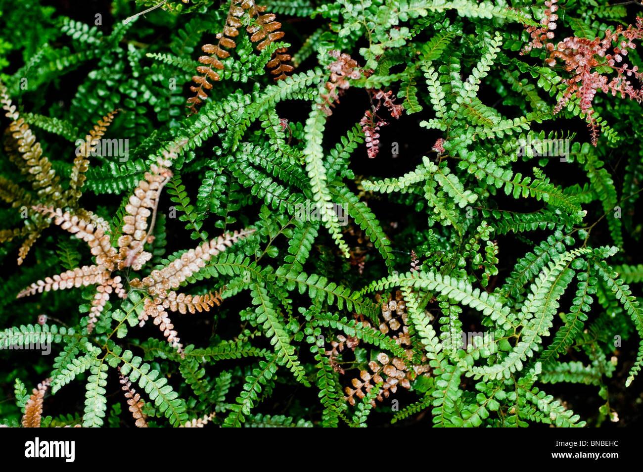 Ruvido felce capelvenere, Rosy felce capelvenere, Adiantum hispidulum, pteridaceae Foto Stock
