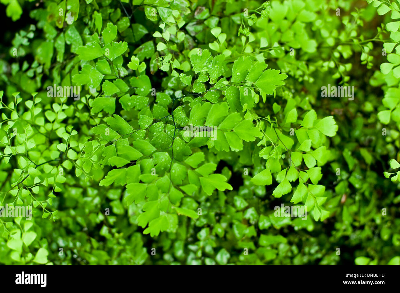 Venere' capelli, felce Adiantum capillus-veneris, Pteridaceae Foto Stock