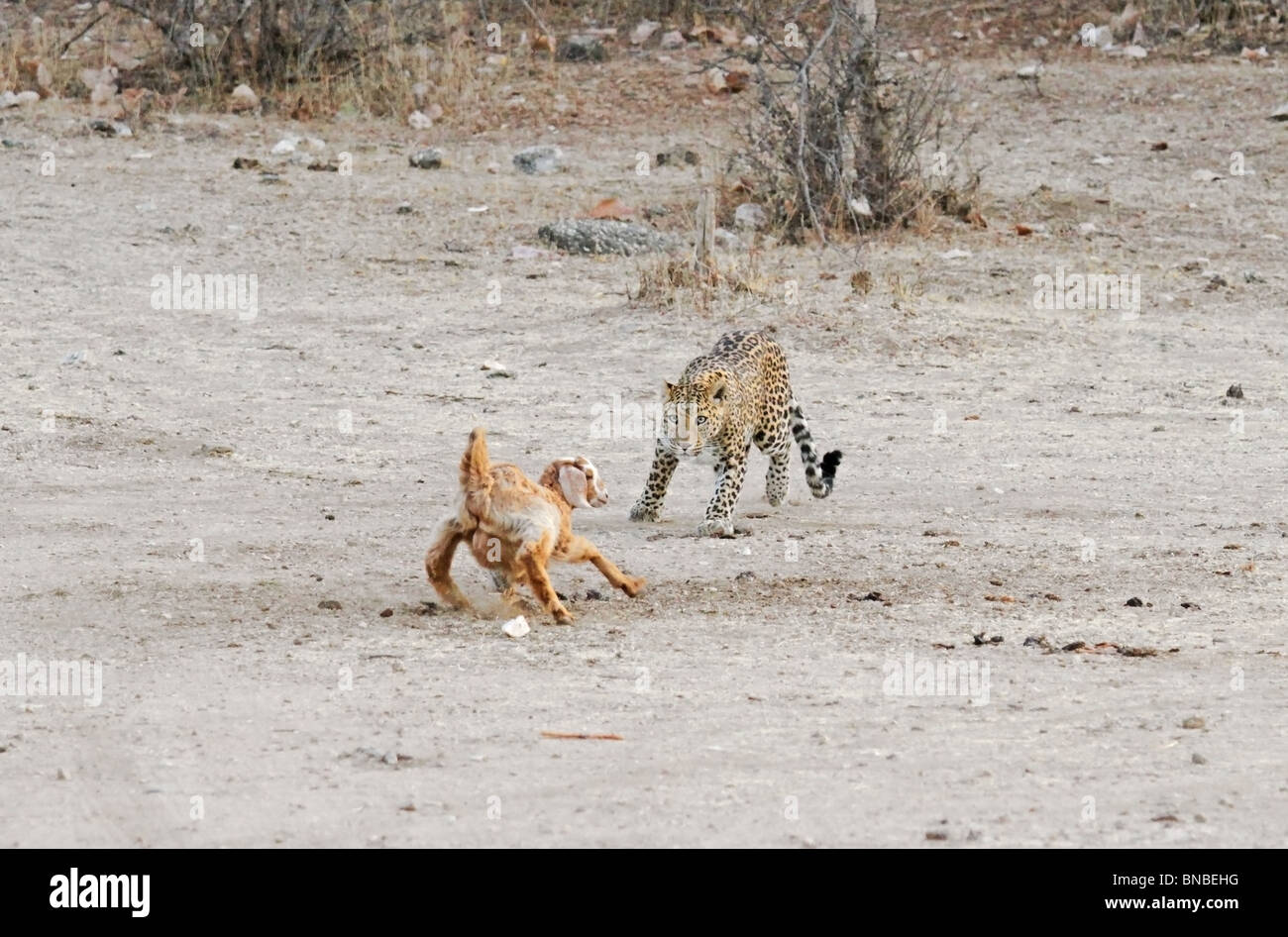 Un leopardo che attacca un bestiame nei pressi di un remoto villaggio in Rajasthan, India Foto Stock