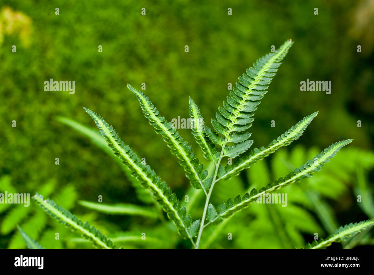 Indian holly fern, semplice hollyfern, Arachniodes simplicior, Giappone, Cina e Asia Foto Stock