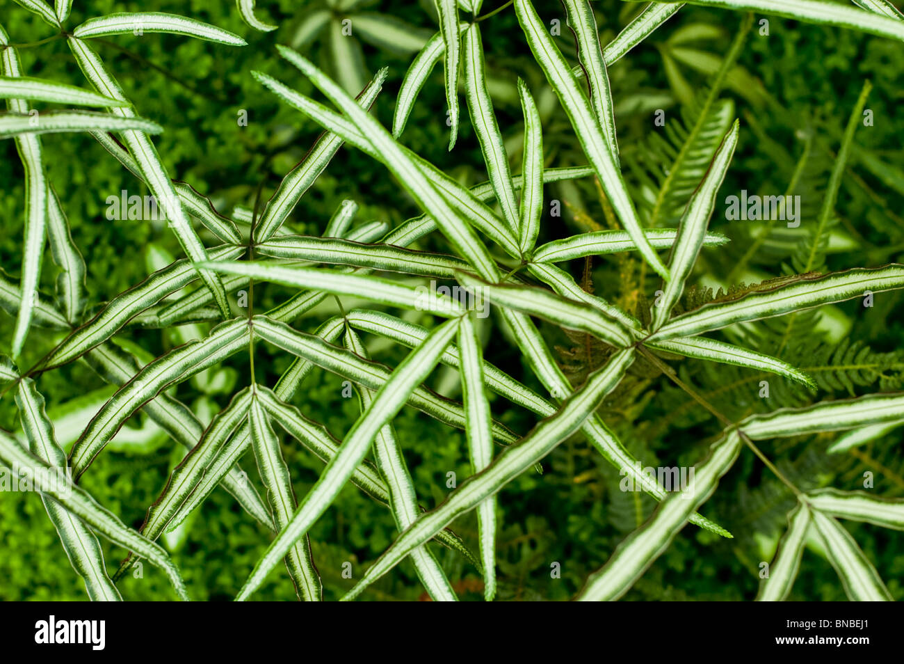 Freno cretese, Pteris cretica Albo-lineata, Pteridaceae Foto Stock