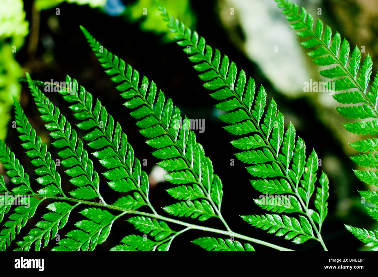 East Indian holly fern, Arachniodes aristata, dryopteridaceae, Asia Foto Stock