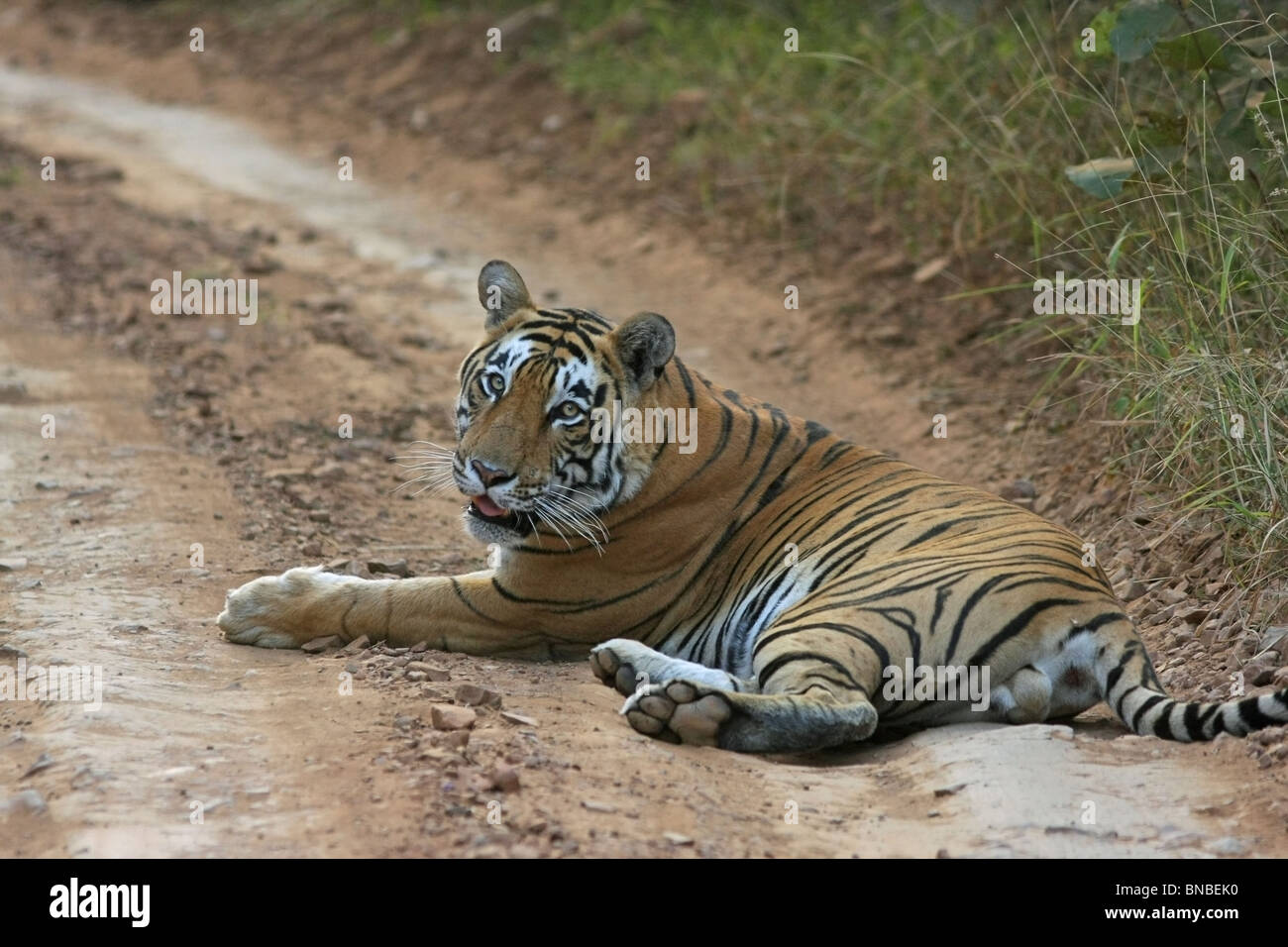 Tiger seduto sulla strada sterrata in Ranthambhore National Park, India Foto Stock